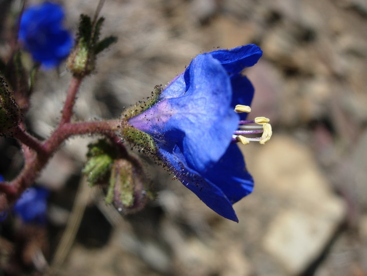 Image of Charlotte's phacelia