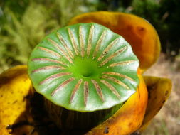 Image of Rocky Mountain pond-lily