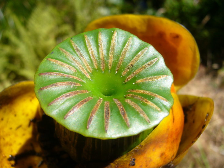 Image of Rocky Mountain pond-lily