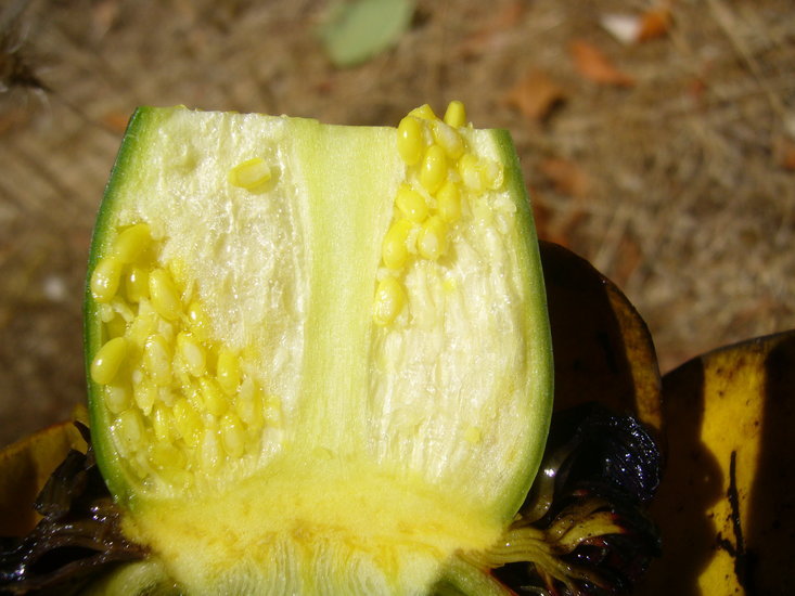 Image de Nuphar polysepalum Engelm.