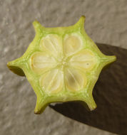 Image of California dutchman's pipe