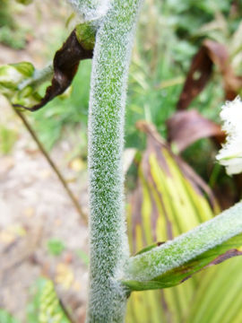 Image of Fringed False Hellebore