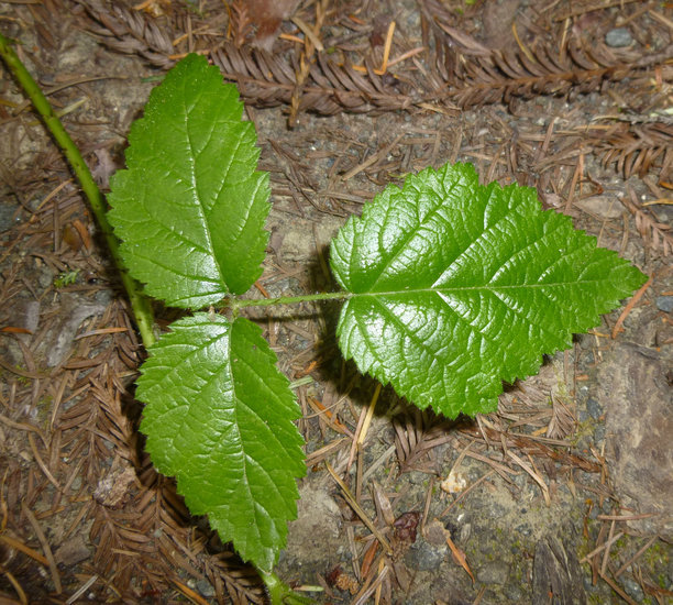 Image de Rubus ursinus Cham. & Schltdl.