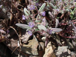 Image de Phacelia austromontana Howell