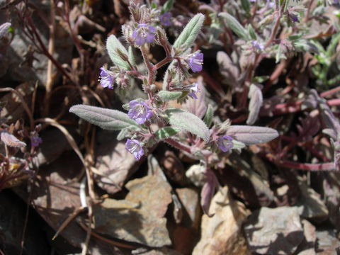 Image of Southern Sierra phacelia