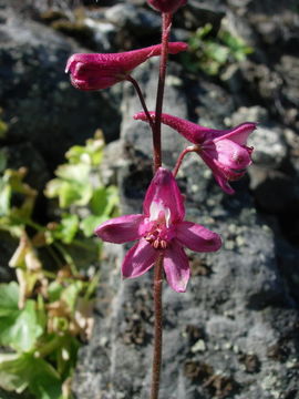 Image of Kern County larkspur