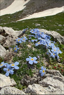 Image of arctic alpine forget-me-not