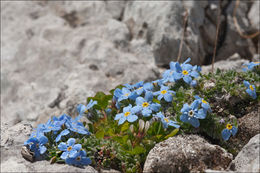 Imagem de Eritrichium nanum (L.) Gaudin