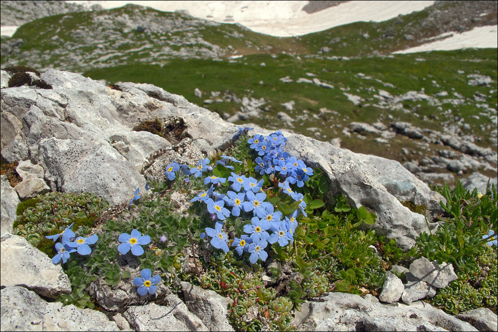 Imagem de Eritrichium nanum (L.) Gaudin