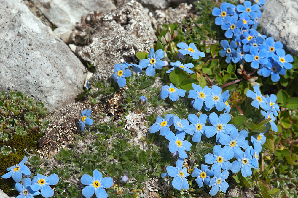 Image of arctic alpine forget-me-not