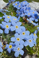 Image of arctic alpine forget-me-not