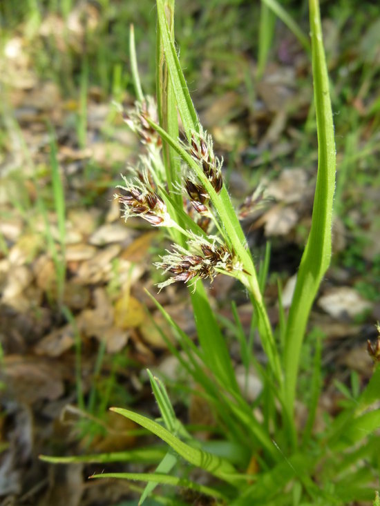 Image of Pacific woodrush