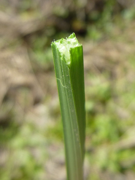 Image of squarestem spikerush