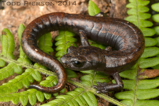 Слика од Bolitoglossa centenorum Campbell, Smith, Streicher, Acevedo & Brodie 2010