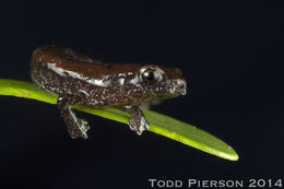 Image of Bolitoglossa hartwegi Wake & Brame 1969