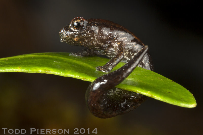 Image of Bolitoglossa hartwegi Wake & Brame 1969