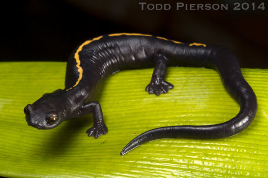 Image of Müller's Mushroomtongue Salamander