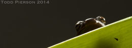 Image of Müller's Mushroomtongue Salamander