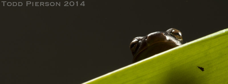 Image of Müller's Mushroomtongue Salamander