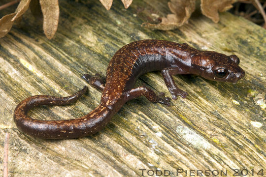 Image of Bolitoglossa rostrata (Brocchi 1883)