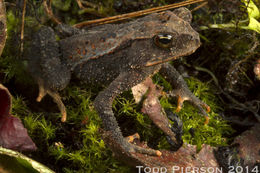 Image of Cuchumatan Golden Toad