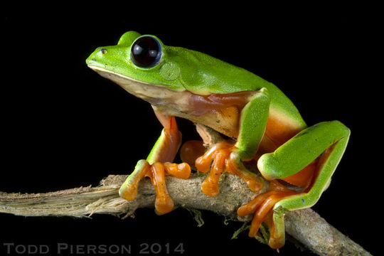 Image of Black-eyed Leaf Frog