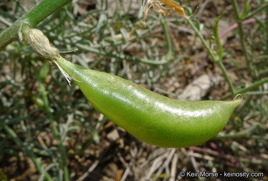 صورة Astragalus bicristatus A. Gray