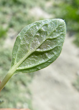 Image of mat amaranth