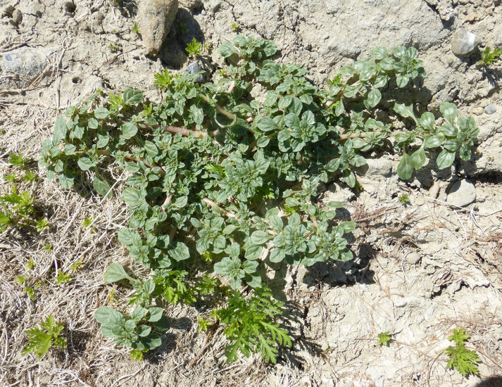 Imagem de Amaranthus blitoides S. Wats.