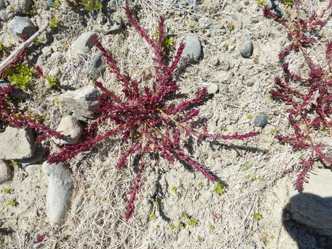 Image de Lythrum à Ttrois Bractées