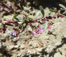 Plancia ëd Lythrum tribracteatum Sprengel