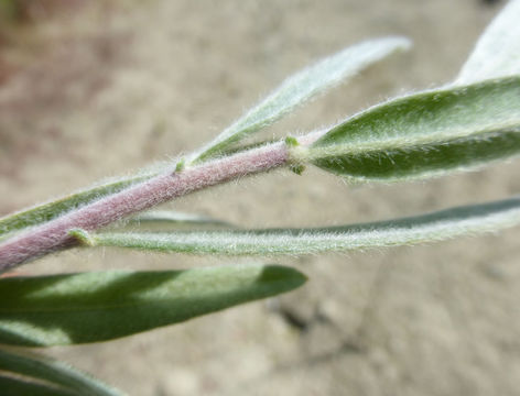 Image of <i>Salix exigua</i> var. <i>hindsiana</i>