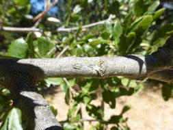 Image of California Live Oak