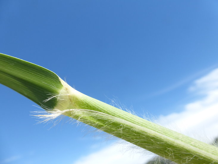 Plancia ëd Cortaderia jubata (Lemoine) Stapf