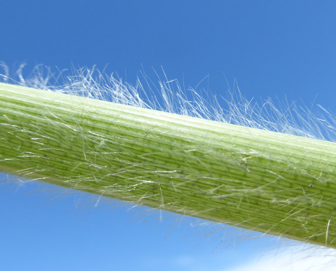 Image of purple pampas grass