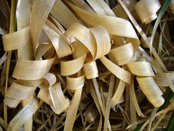 Image of purple pampas grass