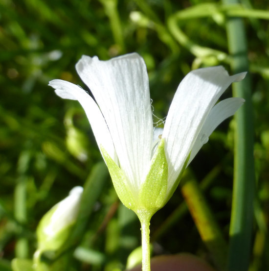 Image of Sebastopol meadowfoam