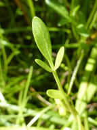 Image of Sebastopol meadowfoam