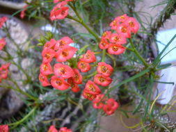 Image de Euphorbia gottlebei Rauh