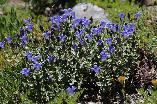 Image of Bog Gentian