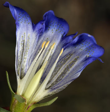 Image of Bog Gentian