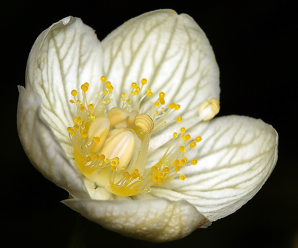 Image of Bog Star