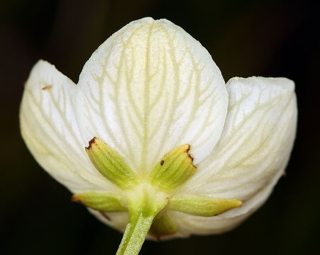 Image of Bog Star