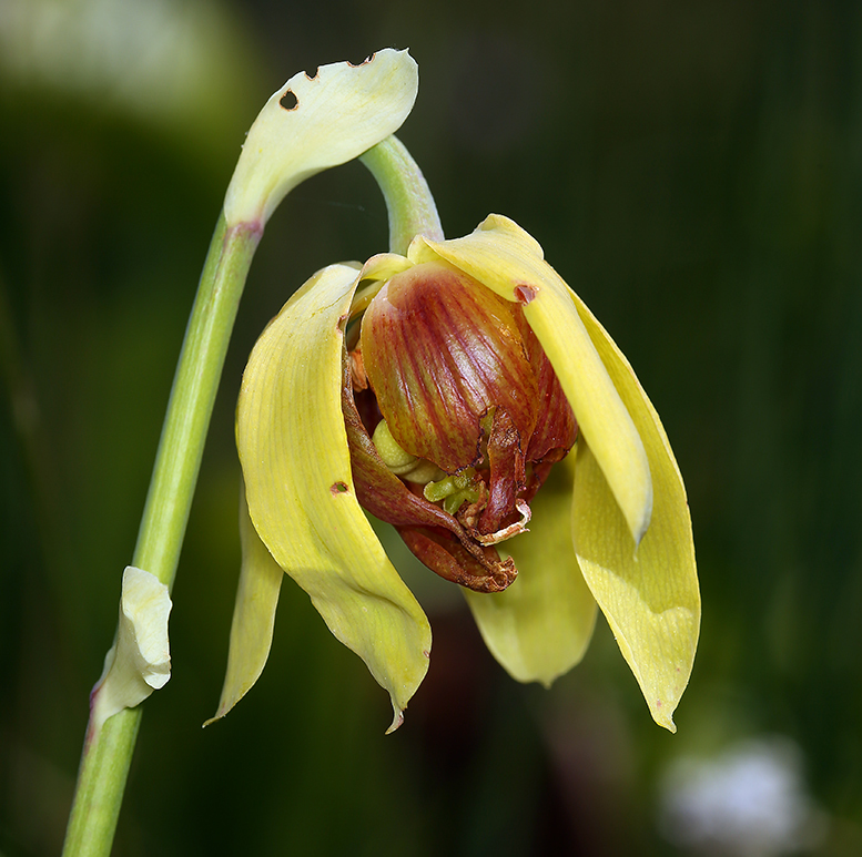 Image of California pitcherplant