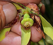 Image of California pitcherplant