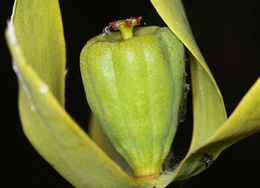 Image of California pitcherplant