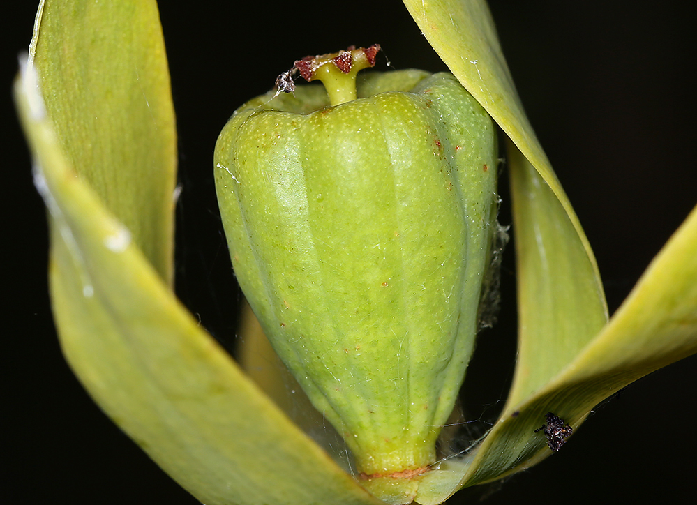 Image of California pitcherplant