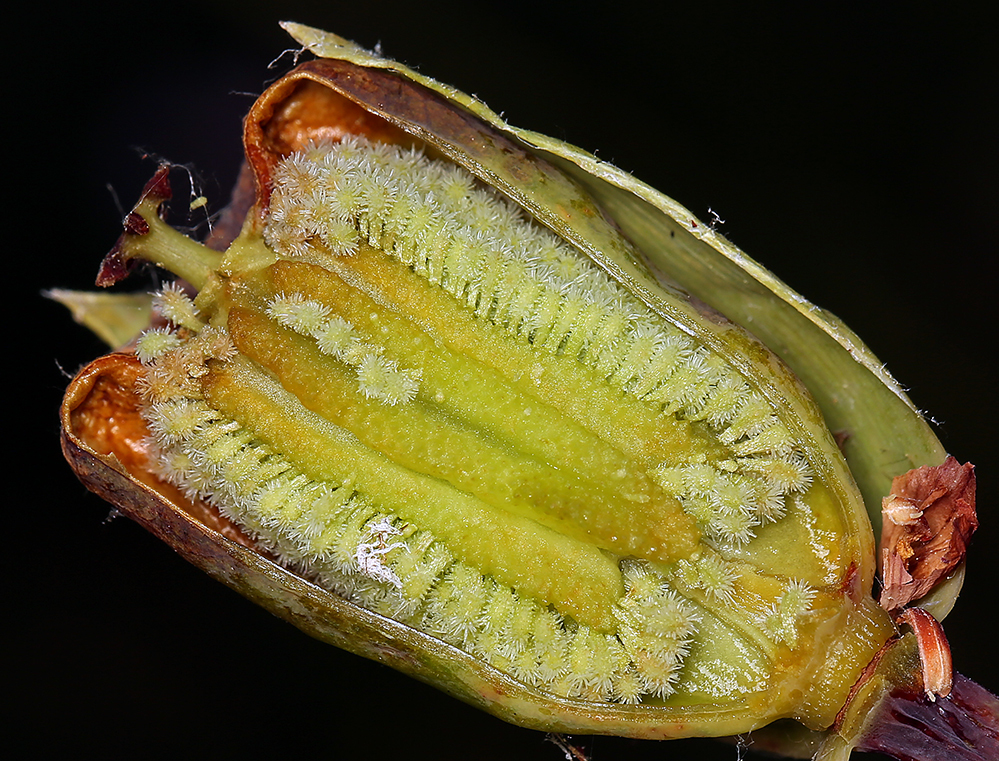 Image of California pitcherplant