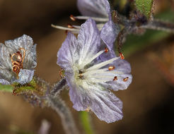 Image de Phacelia pringlei A. Gray