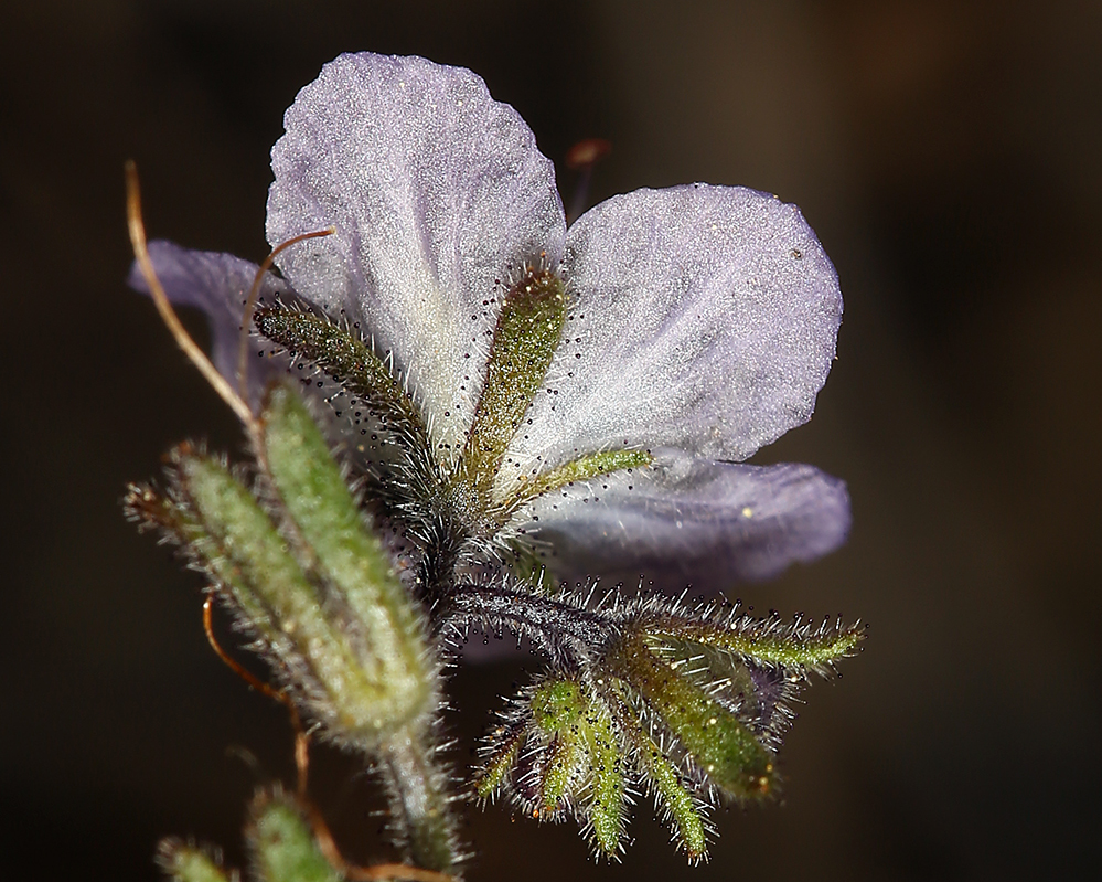 Image de Phacelia pringlei A. Gray